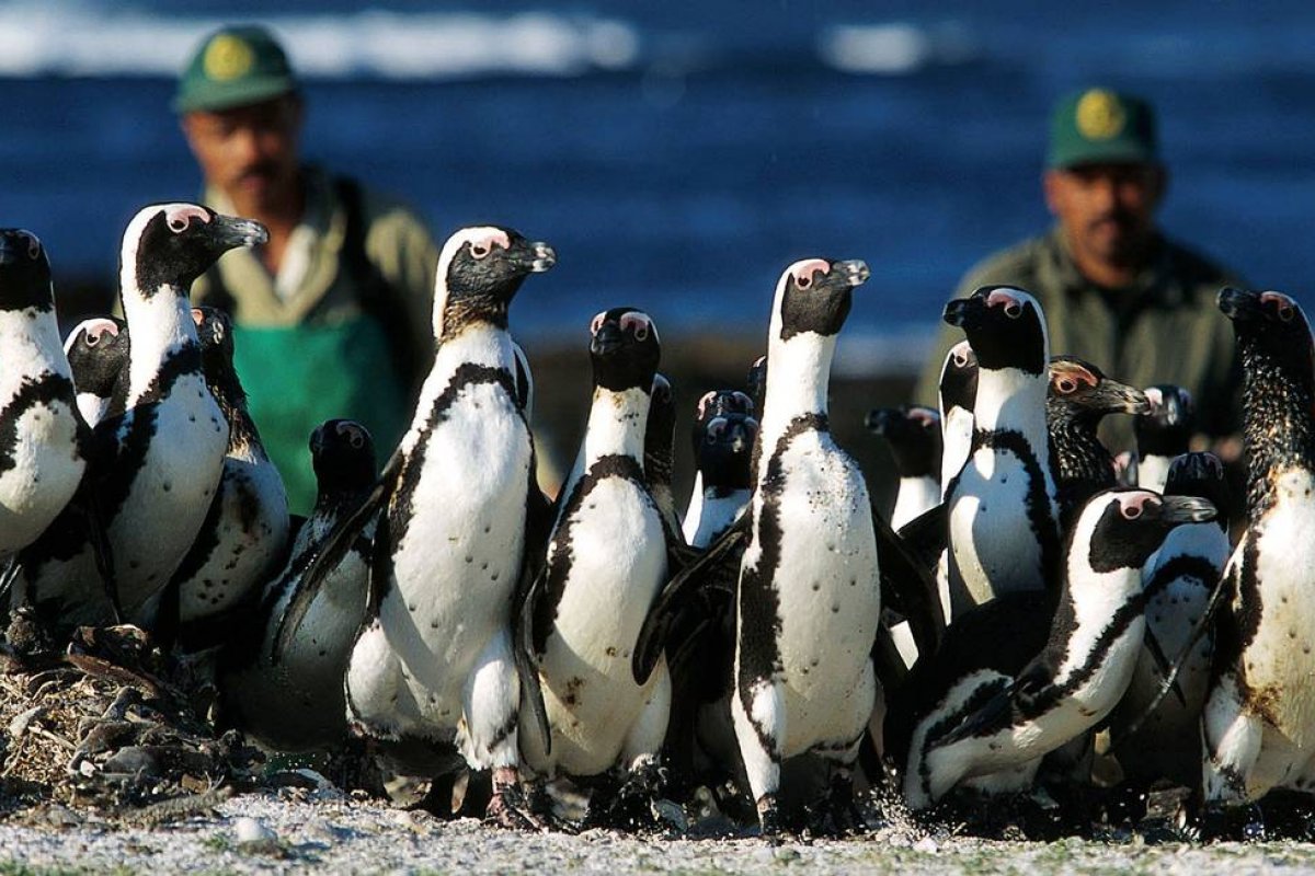 [Abelhas matam mais de 60 pinguins ameaçados de extinção na África do Sul]