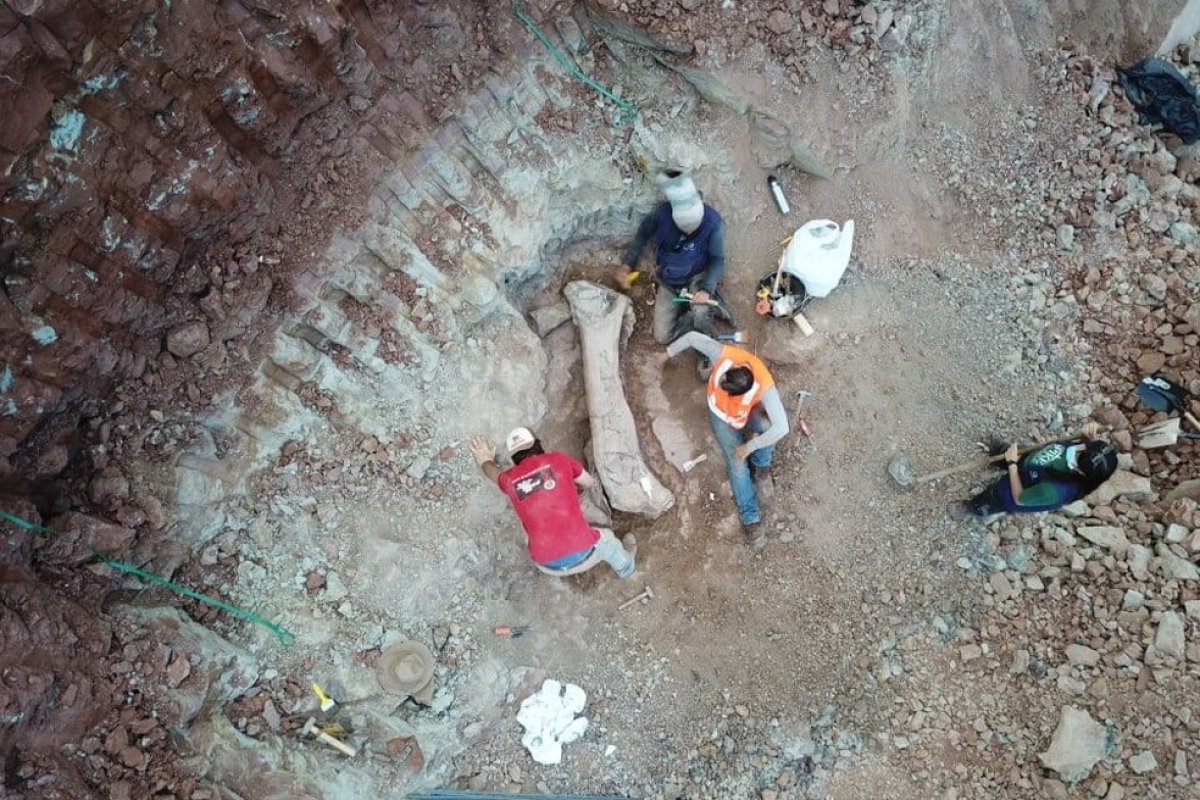 [Fóssil de possível titanossauro é encontrado no Maranhão]