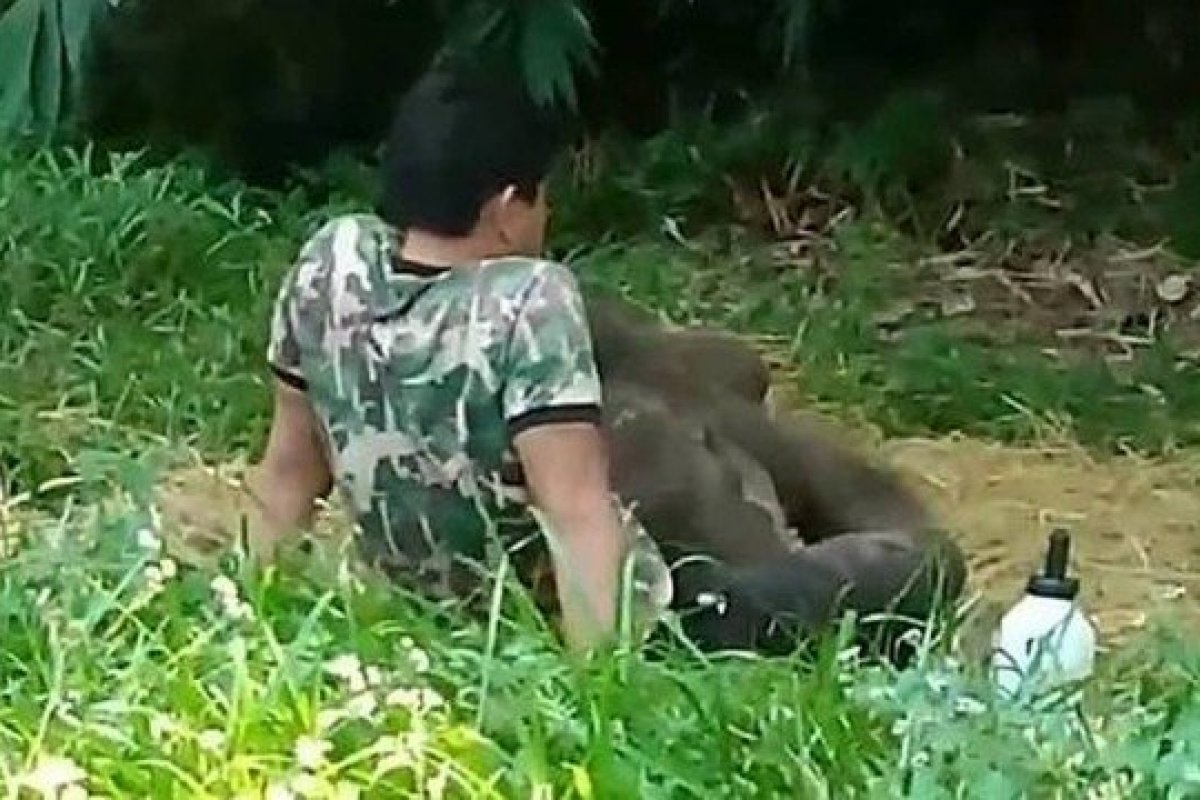 [A reação de um bebê elefante ao reencontrar seu tratador mostra que, estes animais possuem uma ótima memória]